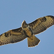 Common Buzzard  "Buteo buteo"